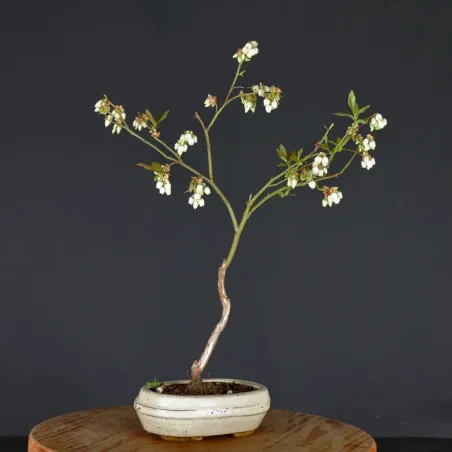 Myrtillier "VACCINIUM CORYMBOSUM HARDY BLUE" 1-2