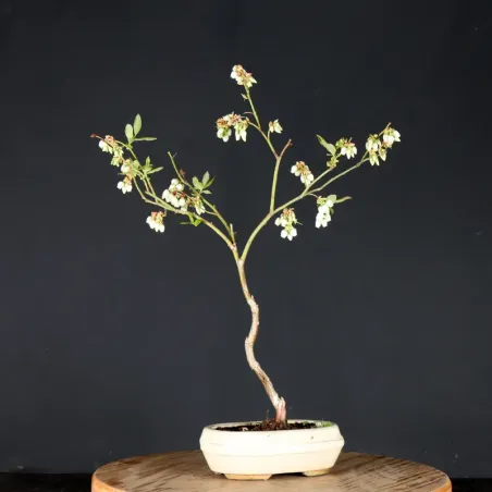 image supplémentaire - Myrtillier "VACCINIUM...