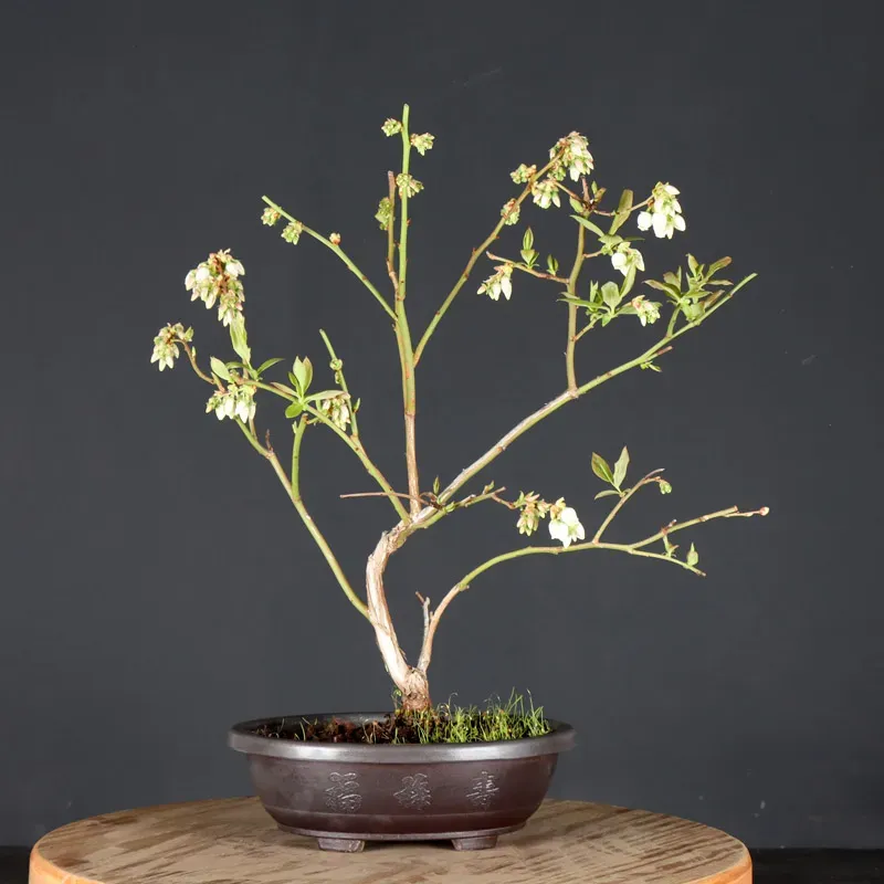 Blueberry "VACCINIUM CORYMBOSUM HARDY BLUE" 1-3
