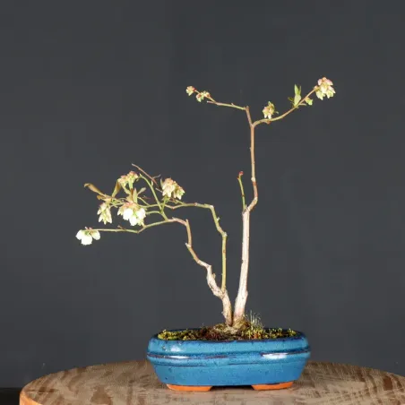 Myrtillier "VACCINIUM CORYMBOSUM HARDY BLUE" 1-4