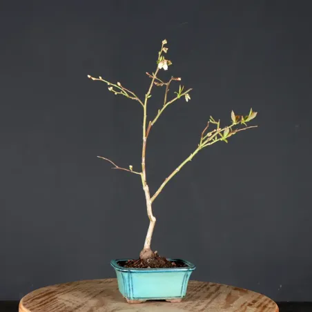 Myrtillier "VACCINIUM CORYMBOSUM HARDY BLUE" 1-6