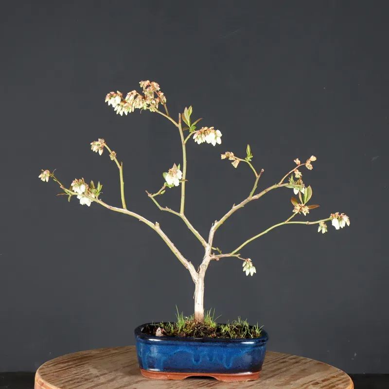 Blueberry "VACCINIUM CORYMBOSUM HARDY BLUE" 1-7