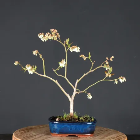 Myrtillier "VACCINIUM CORYMBOSUM HARDY BLUE" 1-7