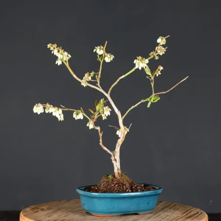 Myrtillier "VACCINIUM CORYMBOSUM HARDY BLUE" 1-8