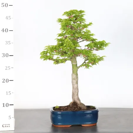 image supplémentaire - Érable "ACER SHISHIGASHIRA"...