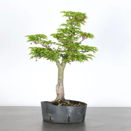 Érable "ACER SHISHIGASHIRA" 1-12