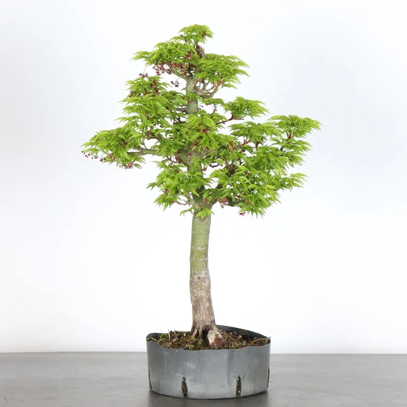 Acer shishigashira bonsai 1-15