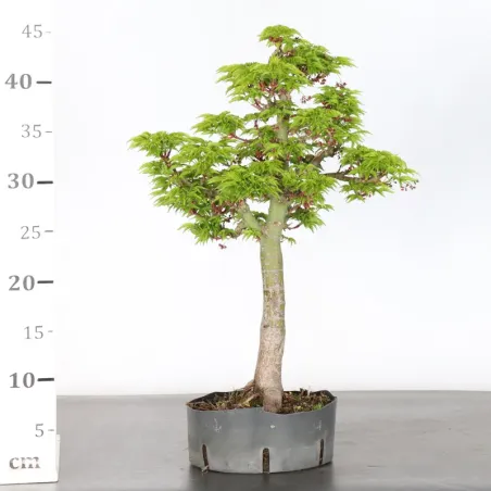 image supplémentaire - Érable "ACER SHISHIGASHIRA"...