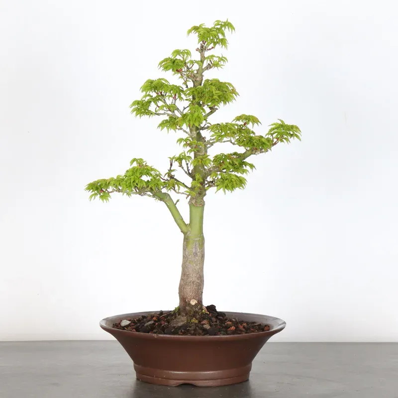 BONSAI ACER SHISHIGASHIRA (pot légerement ébréché) 1-16