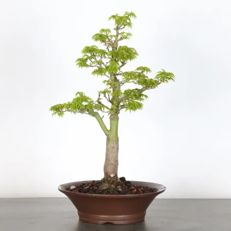 BONSAI ACER SHISHIGASHIRA (pot légerement ébréché) 1-16