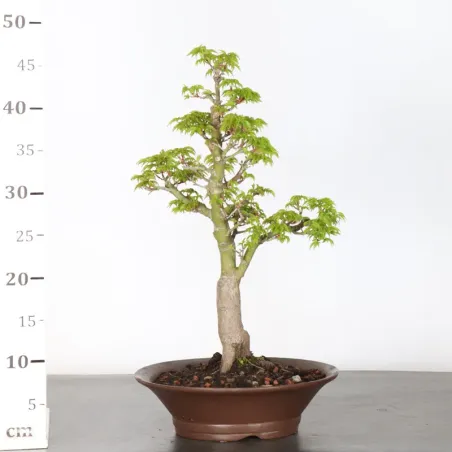 image supplémentaire - BONSAI ACER SHISHIGASHIRA...