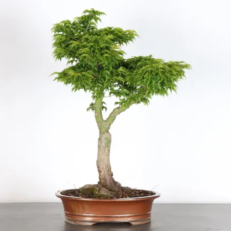 Bonsai Erable Palmatum Shishigashira AS-2-1