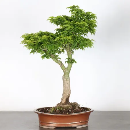 image supplémentaire - ERABLE DU JAPON "ACER...