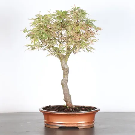 Bonsai Erable Butterfly  ABU-1-3