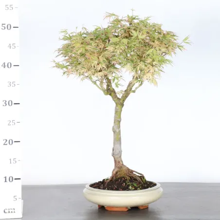 image supplémentaire - BONSAI JAPANESE MAPLE "ACER...
