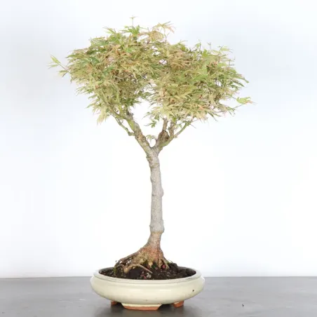 Bonsai Erable Butterfly  ABU-1-4