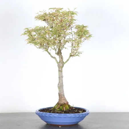 Bonsai Maple Butterfly ABU-1-6