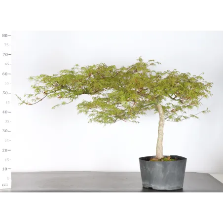 image supplémentaire - BONSAI ACER DISSECTUM...