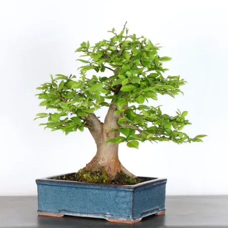 image supplémentaire - CHARME "Carpinus" 3-3