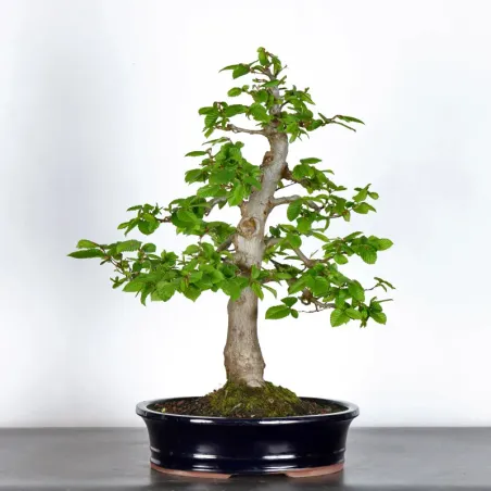 image supplémentaire - CHARME "Carpinus" 3-13