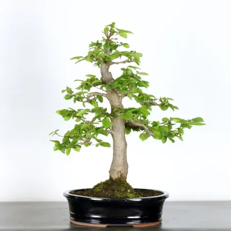 CHARME "Carpinus" 3-13