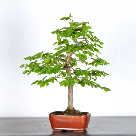 image supplémentaire - CHARME "Carpinus" 3-16