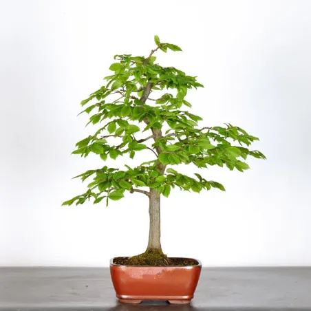 HORNBEAM "CARPINUS" 3-16