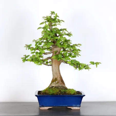 Hornbeam "Carpinus" 3-5