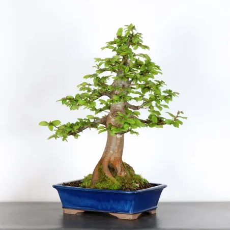 image supplémentaire - CHARME "Carpinus" 3-5