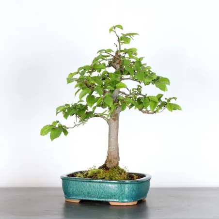 image supplémentaire - HORNBEAM "CARPINUS" 3-2