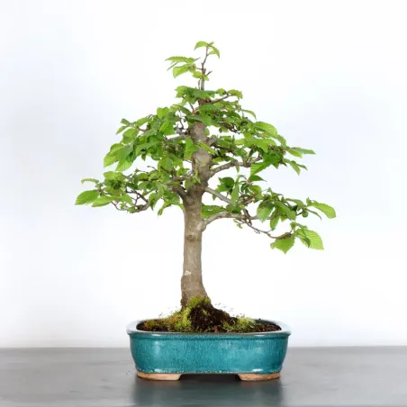 HORNBEAM "CARPINUS" 3-2