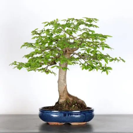 HORNBEAM "CARPINUS" 5-1