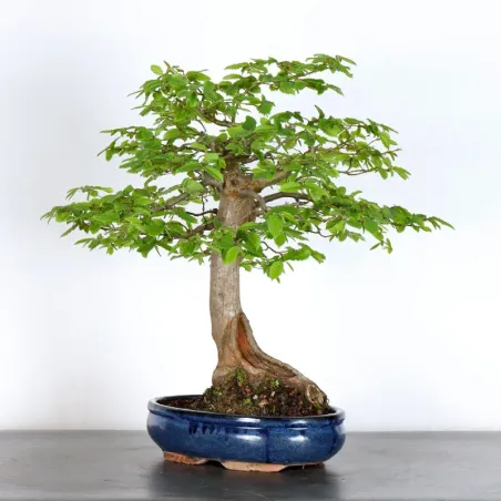 image supplémentaire - HORNBEAM "CARPINUS" 5-1