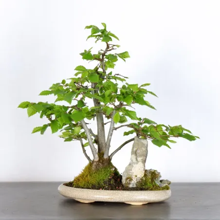 image supplémentaire - CHARME "Carpinus" 3-1