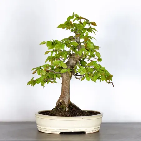 image supplémentaire - CHARME "Carpinus" 2-13