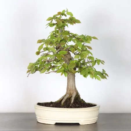CHARME "Carpinus" 2-13