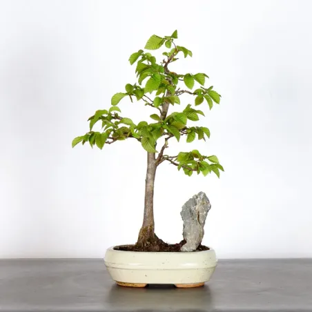 HORNBEAM "CARPINUS" 1-12