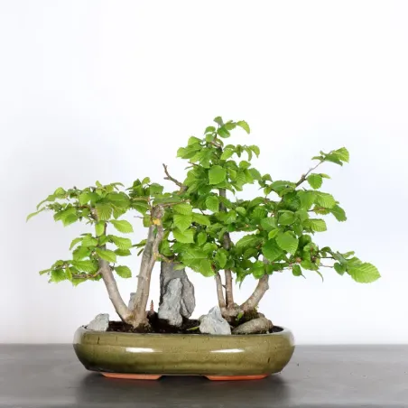 HORNBEAM "CARPINUS" 2-11