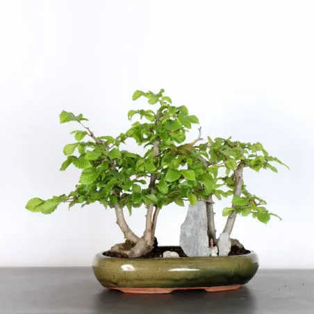 image supplémentaire - HORNBEAM "CARPINUS" 2-11