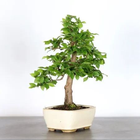 image supplémentaire - CHARME "Carpinus" 1-17