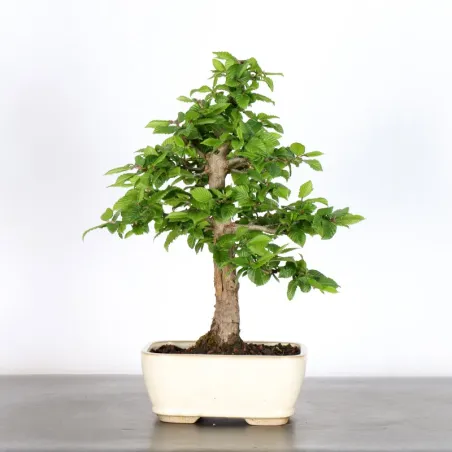 HORNBEAM "CARPINUS" 1-17