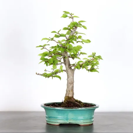 Bonsai Charmes CH-2-4