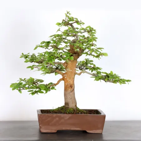 HORNBEAM "CARPINUS" 2-16
