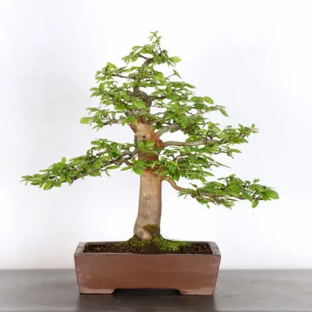 image supplémentaire - CHARME "Carpinus" 2-16
