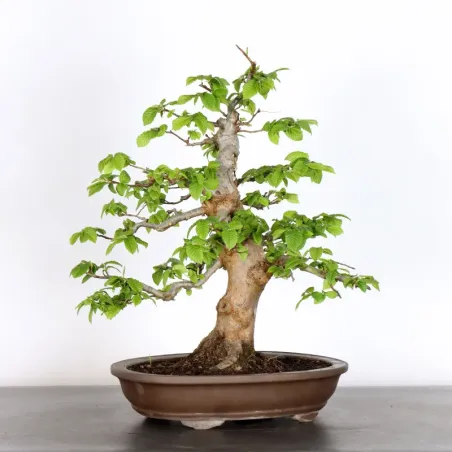 image supplémentaire - HORNBEAM "CARPINUS" 2-15