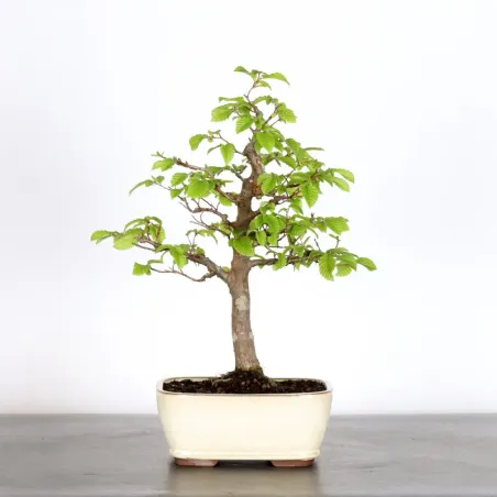 Bonsai Charms CH-2-2