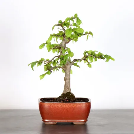 Bonsai Charmes CH-1-10
