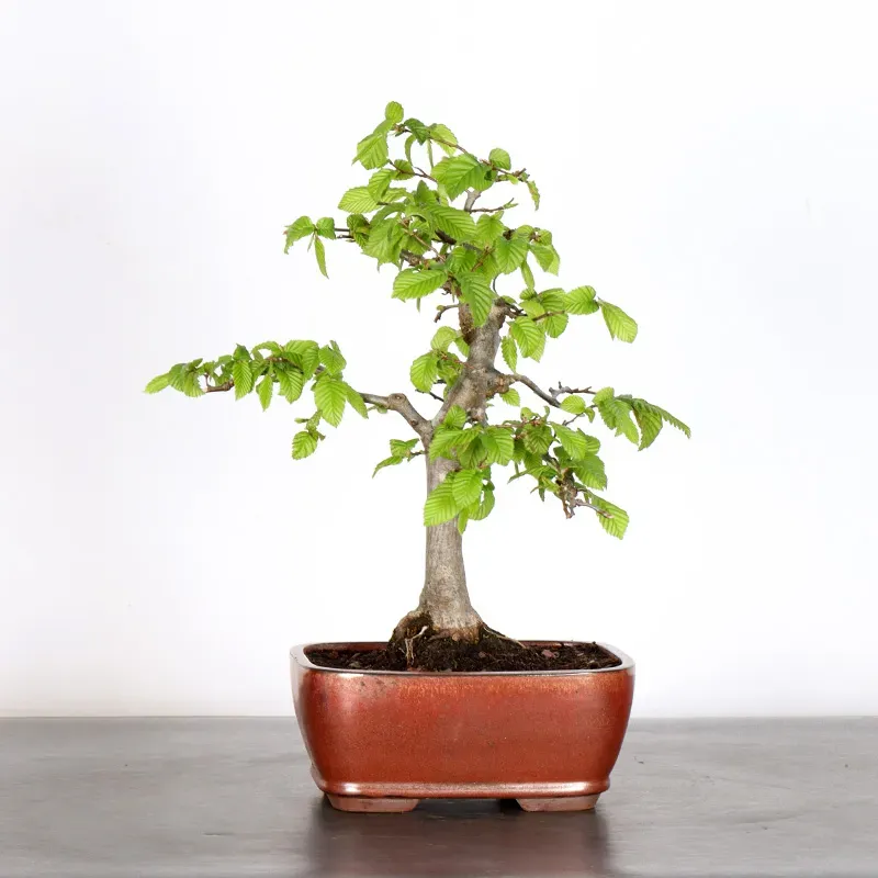 image supplémentaire - HORNBEAM "CARPINUS" 1-10