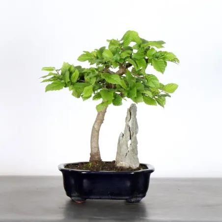 image supplémentaire - CHARME "Carpinus" 1-9