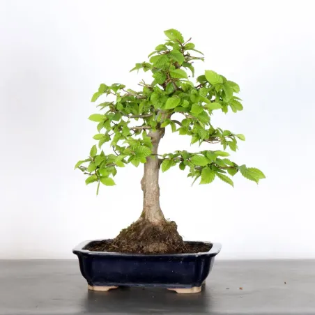 image supplémentaire - HORNBEAM "CARPINUS" 2-7